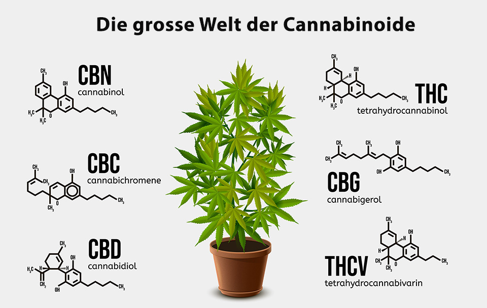You are currently viewing Die 9 wichtigsten Cannabinoide der Hanfpflanze – Exklusiv