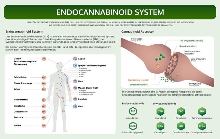 Read more about the article CBD trifft auf das Endocannabinoid-System – Exklusiv Guide No.1